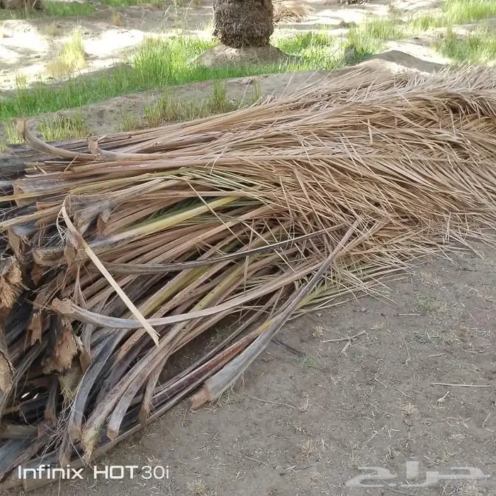 سعف نخل للبيع 2