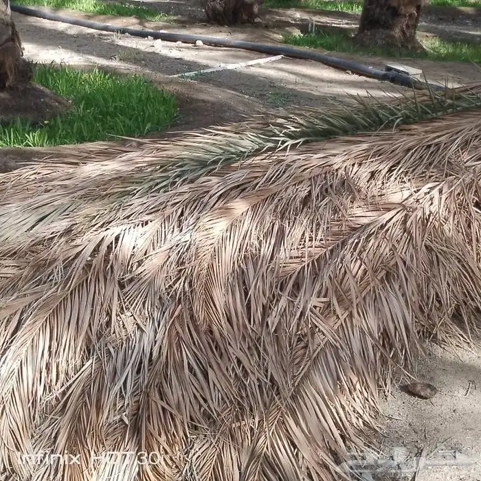 سعف نخل للبيع 5