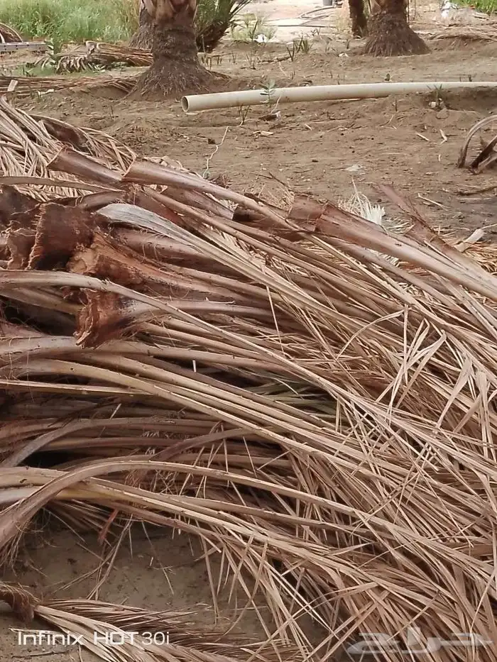 سعف نخل للبيع 4