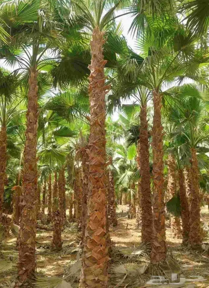 نخيل واشنطني جميع المقاسات ونوصل جميع مناطق المملكة بأسعار م 3