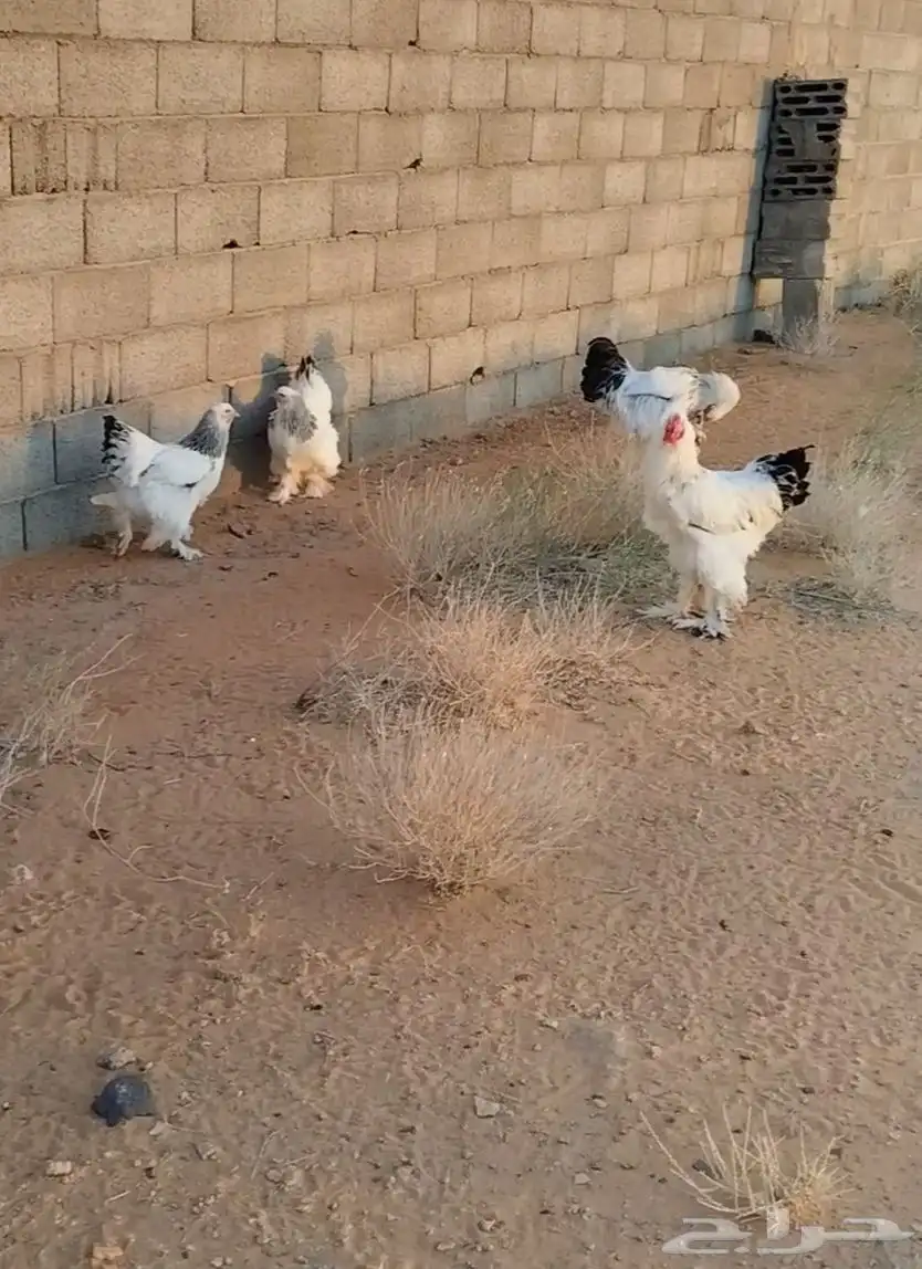 دجاج براهما كونك كلمبي اصلي منتج 1