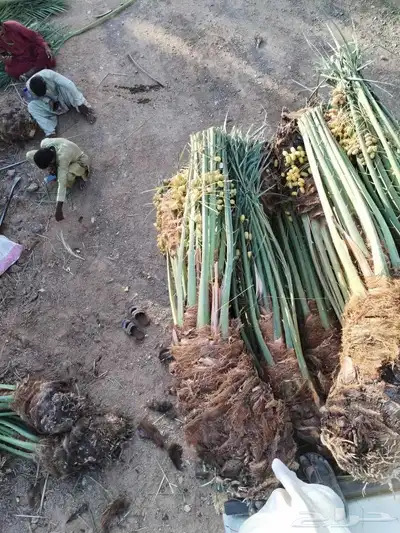 نخل طيب متواجد في مكه الطائف جده النخل خلاص سكري رشودي يموت 7