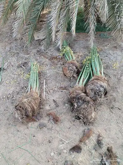 نخل طيب متواجد في مكه الطائف جده النخل خلاص سكري رشودي يموت 8