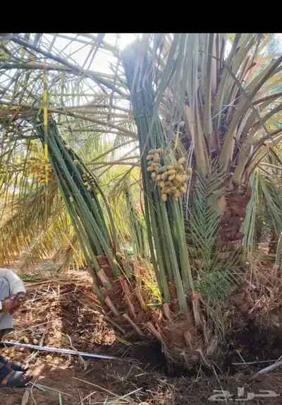 نخل طيب متواجد في مكه الطائف جده النخل خلاص سكري رشودي يموت 4