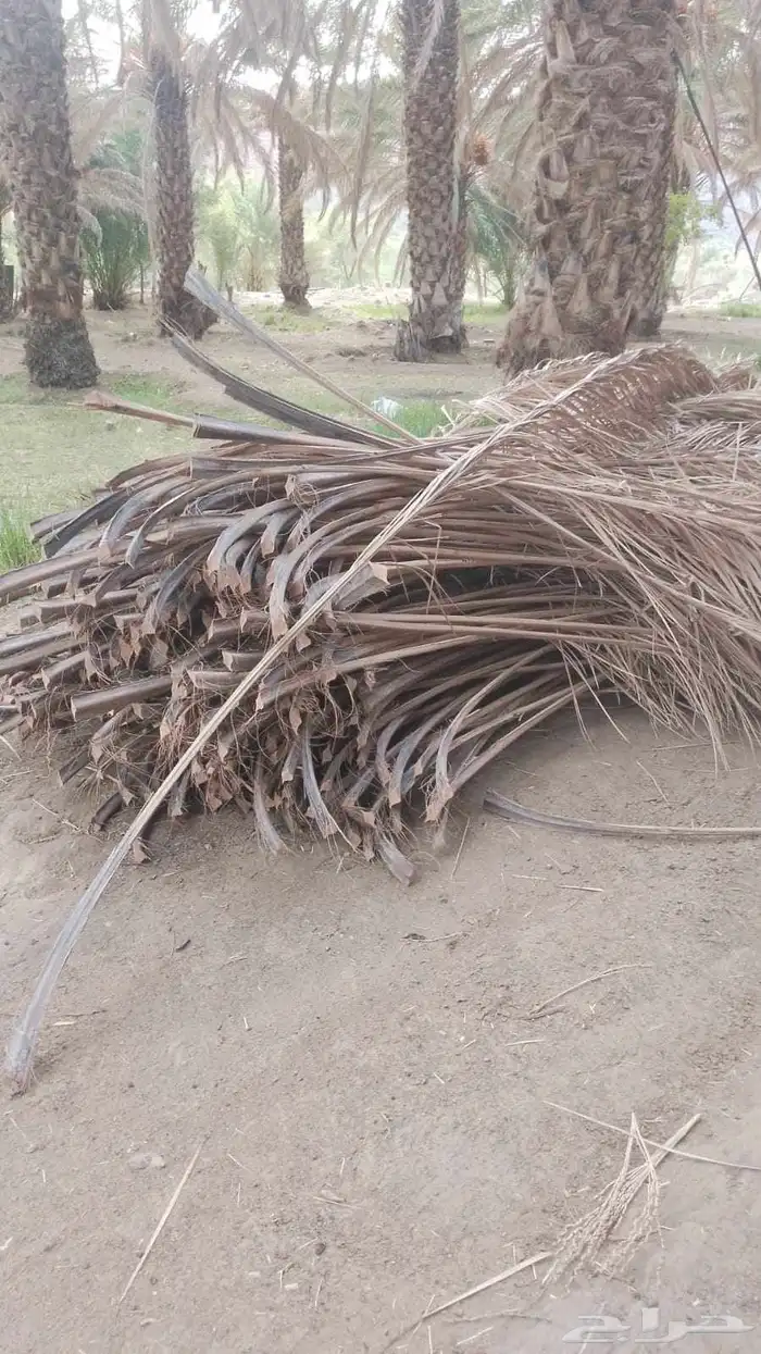سعف نخل للبيع 0