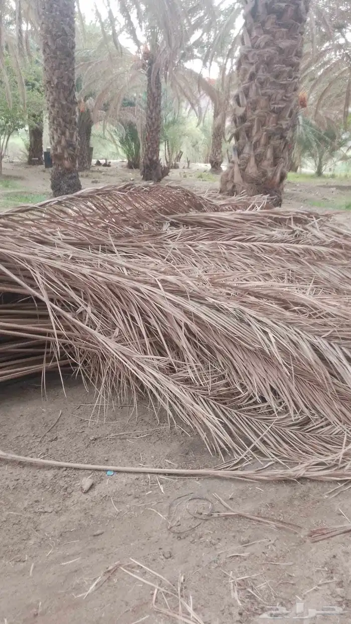 سعف نخل للبيع 1