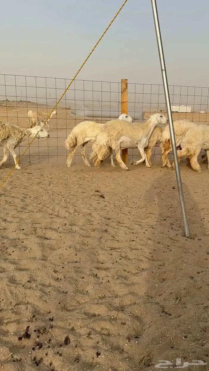 غنم حريات رخال 5