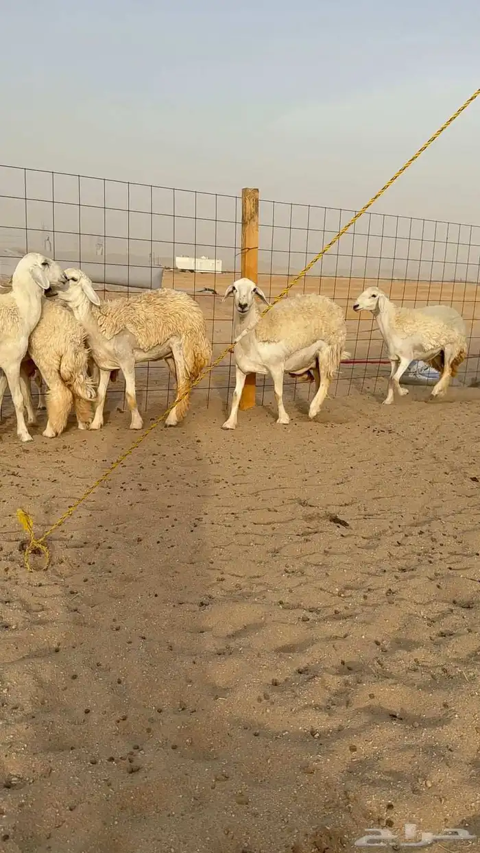 غنم حريات رخال 4