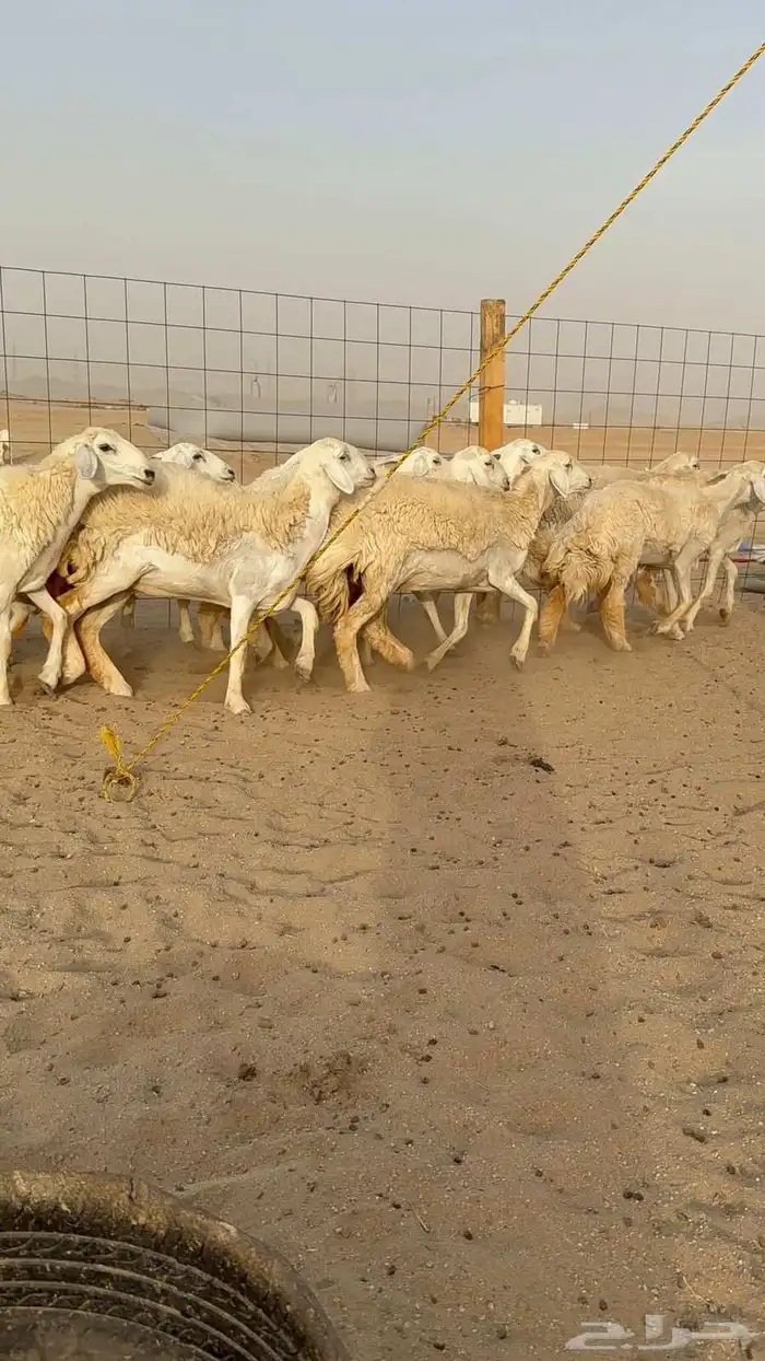 غنم حريات رخال 3