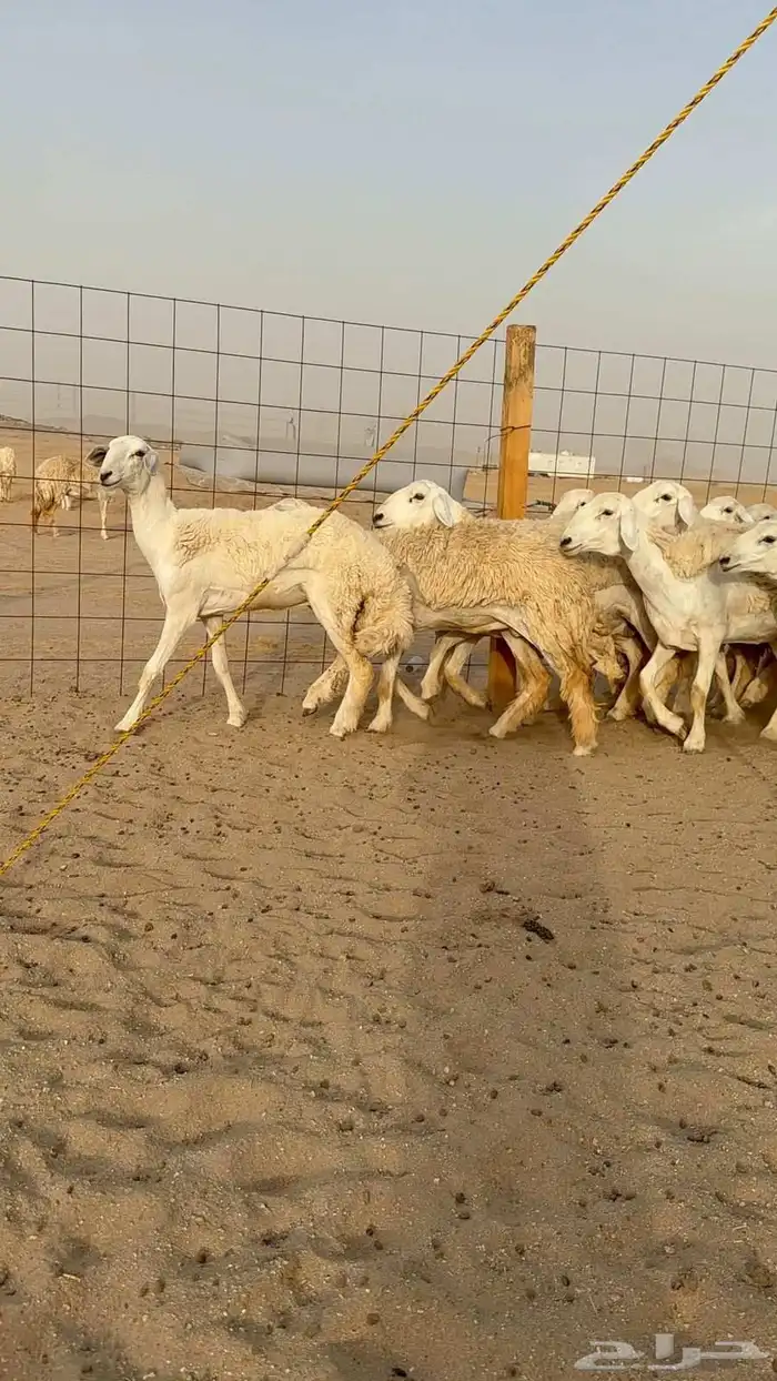 غنم حريات رخال 6