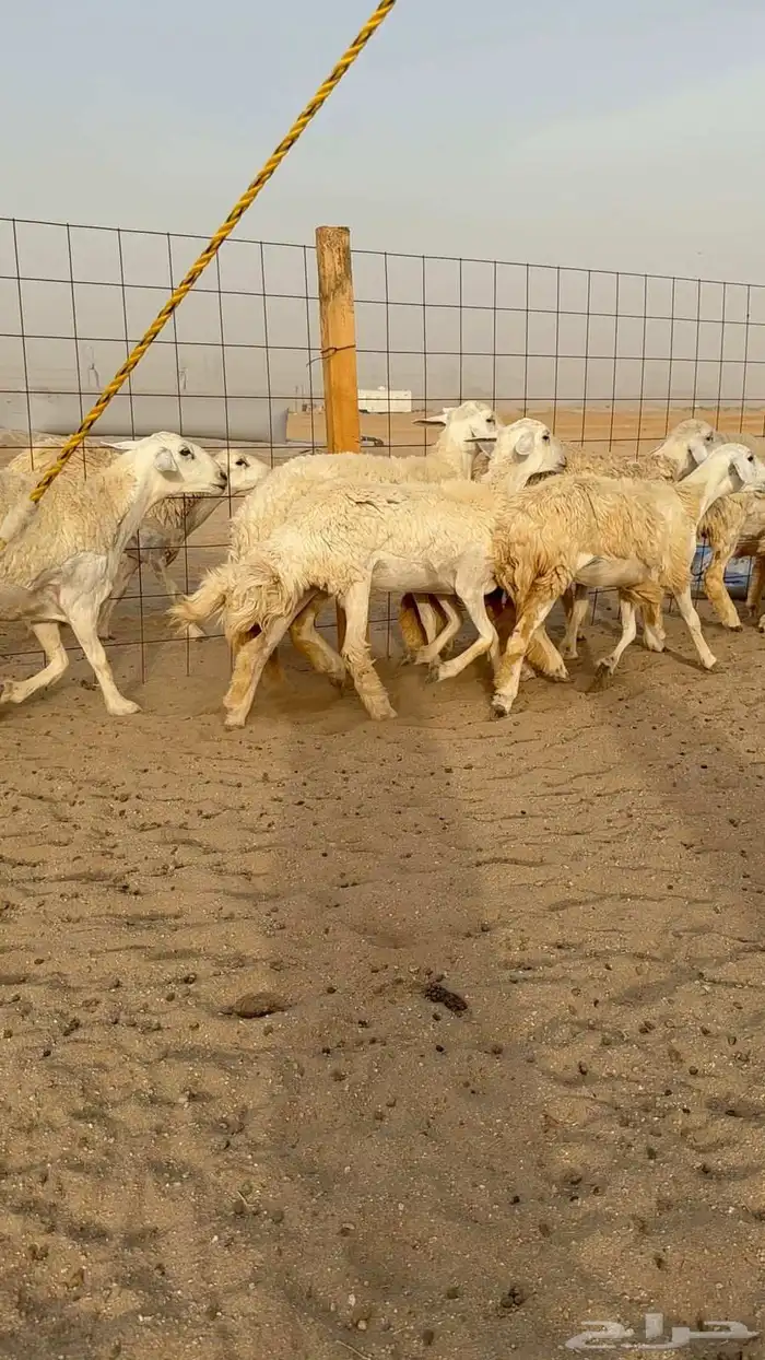 غنم حريات رخال 2