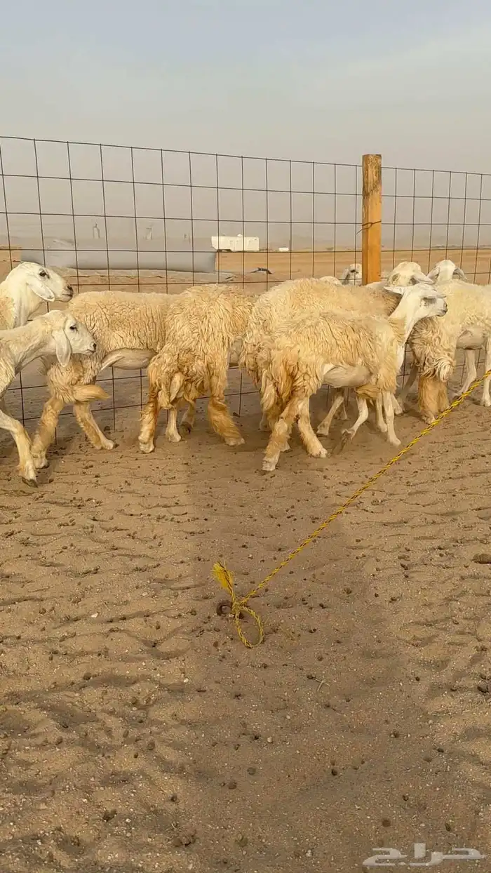 غنم حريات رخال 1