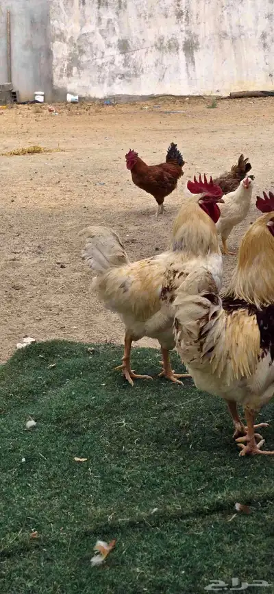 ديوك لوهمان 1
