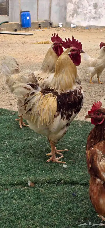 ديوك لوهمان 0