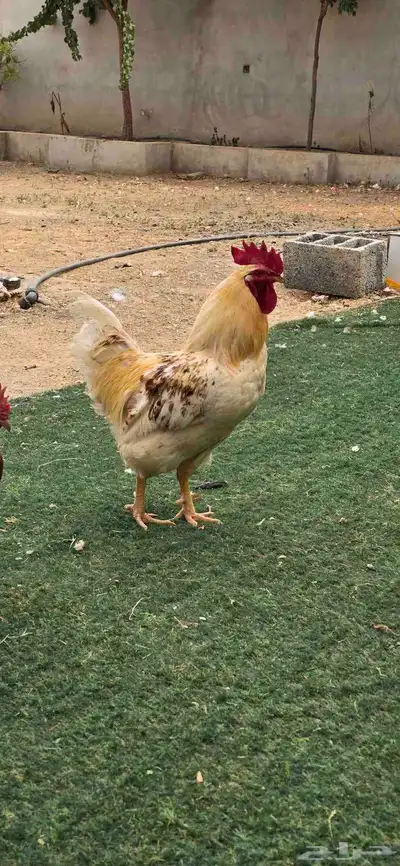 ديوك لوهمان 2
