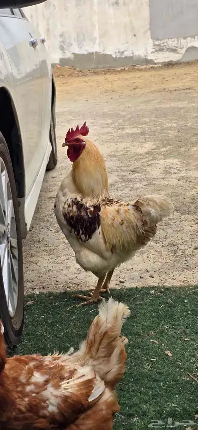 ديوك لوهمان 3