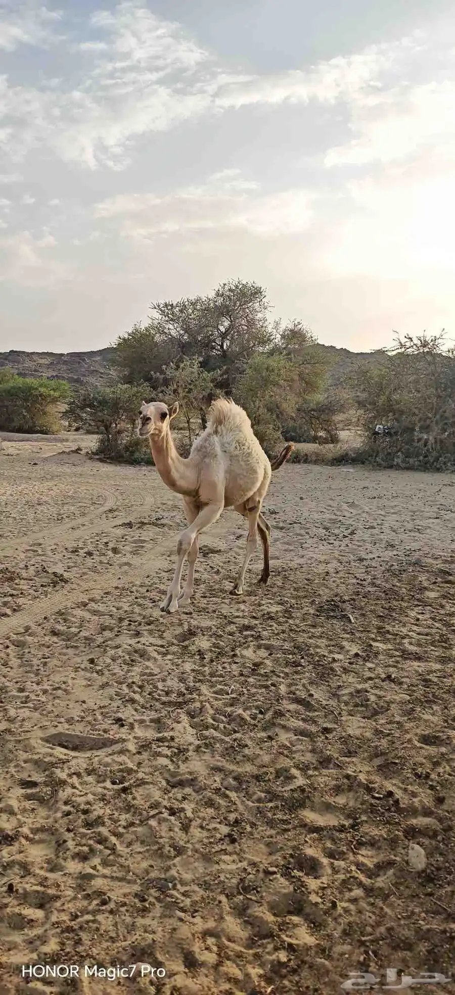 قعود للبيع عمره سته شهور 3