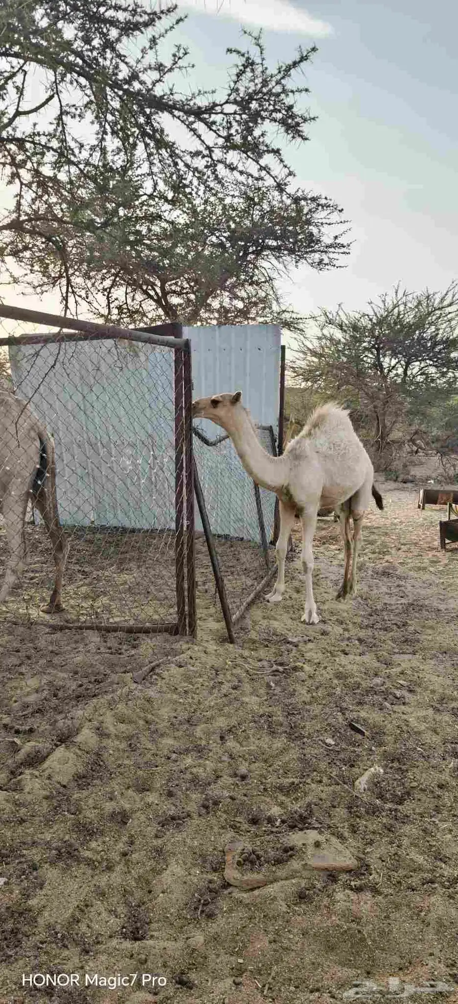 قعود للبيع عمره سته شهور 2