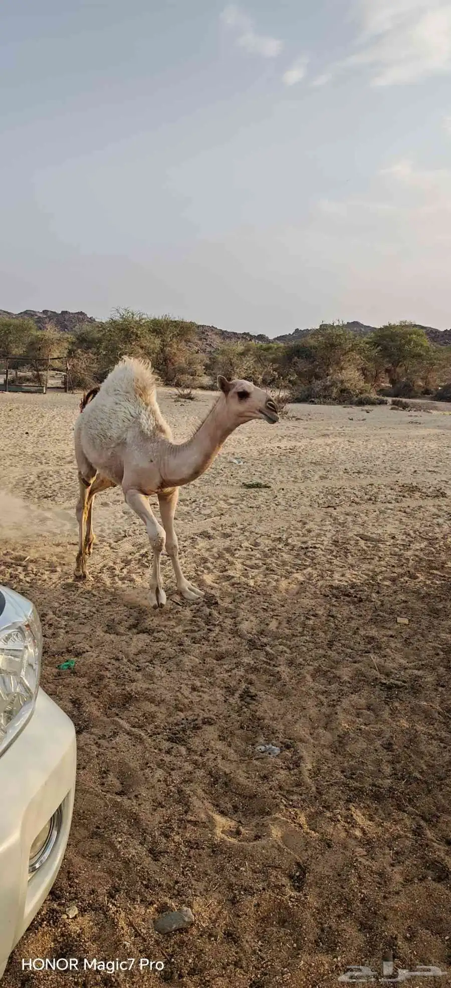 قعود للبيع عمره سته شهور 1