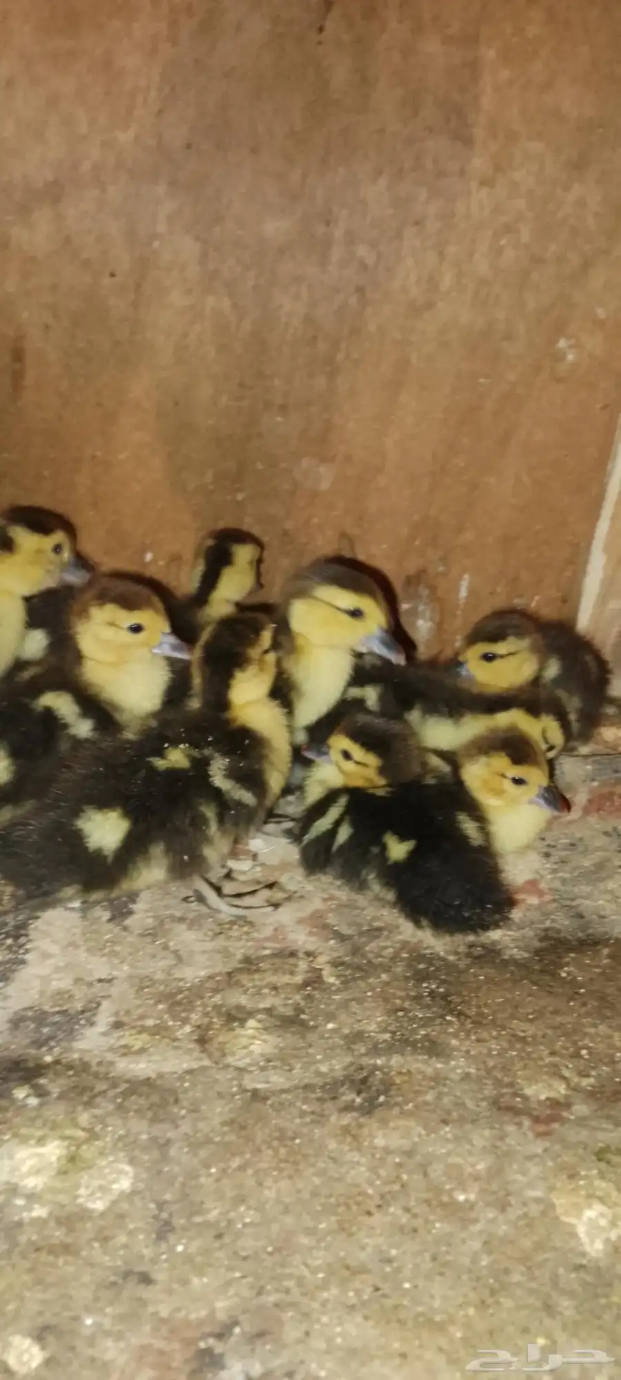 صيصان بط سوداني ابو بحه للبيع 0