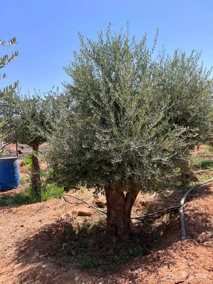 يوجد لدينا زيتون معمر مثمر جميع الأحجام ويوجد وسط ويوجد شتلا 1