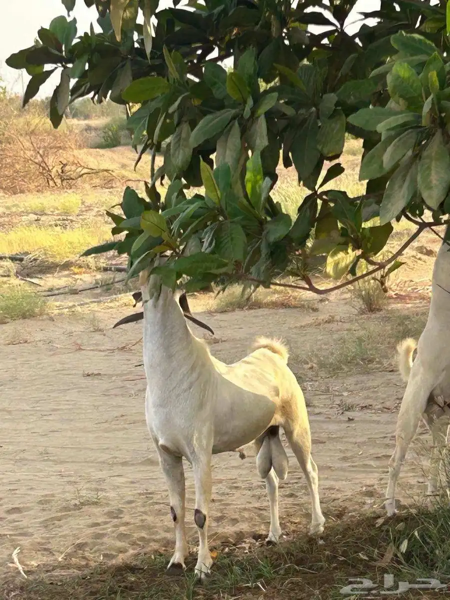 تيس بيشي أكحل 1