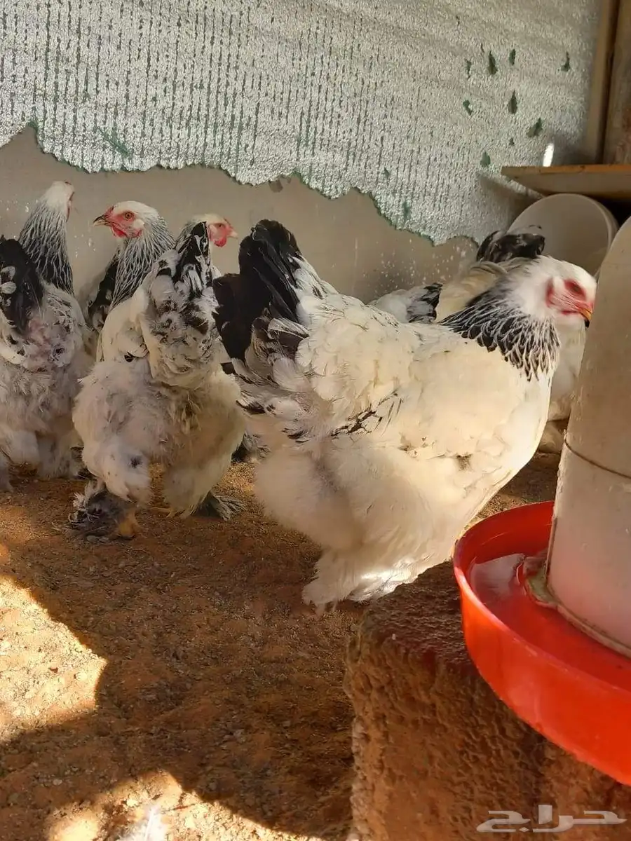 للبيع صيصان براهما كولومبي كونك   مستوى فاخر وسلالة بيور 2