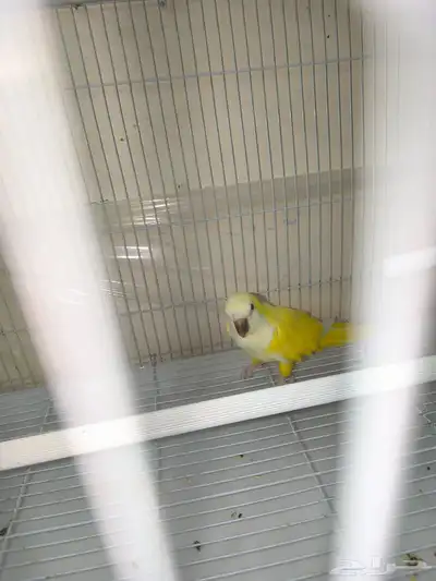 جوز كويكر تم البيع الله يبارك لراعي بعدد ريشه 1