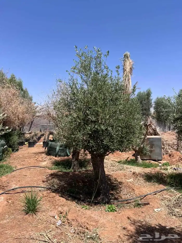 يوجد لدينا زيتون معمر مثمر جميع الأحجام ويوجد وسط ويوجد شتلا 3