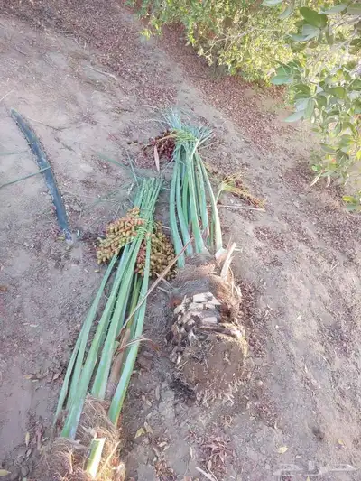 نخل طيب متواجد في مكه الطائف جده النخل خلاص سكري رشودي يموت 3