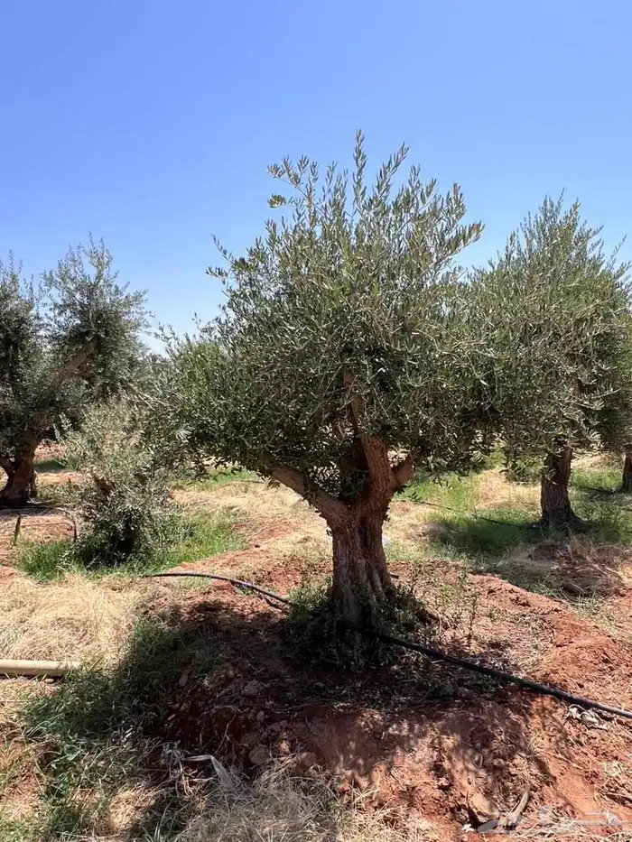 يوجد لدينا زيتون معمر مثمر جميع الأحجام ويوجد وسط ويوجد شتلا 2