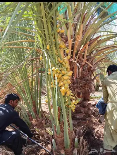 نخل طيب متواجد في مكه الطائف جده النخل خلاص سكري رشودي يموت 2