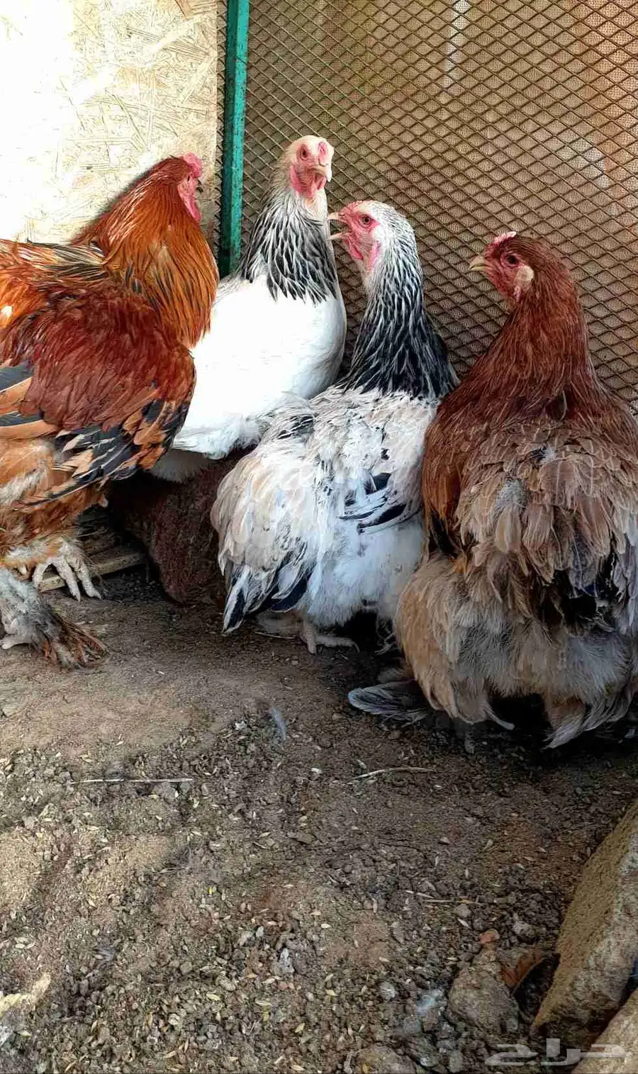 دجاج براهما كولومبي وبوف فاخر للبيع 2