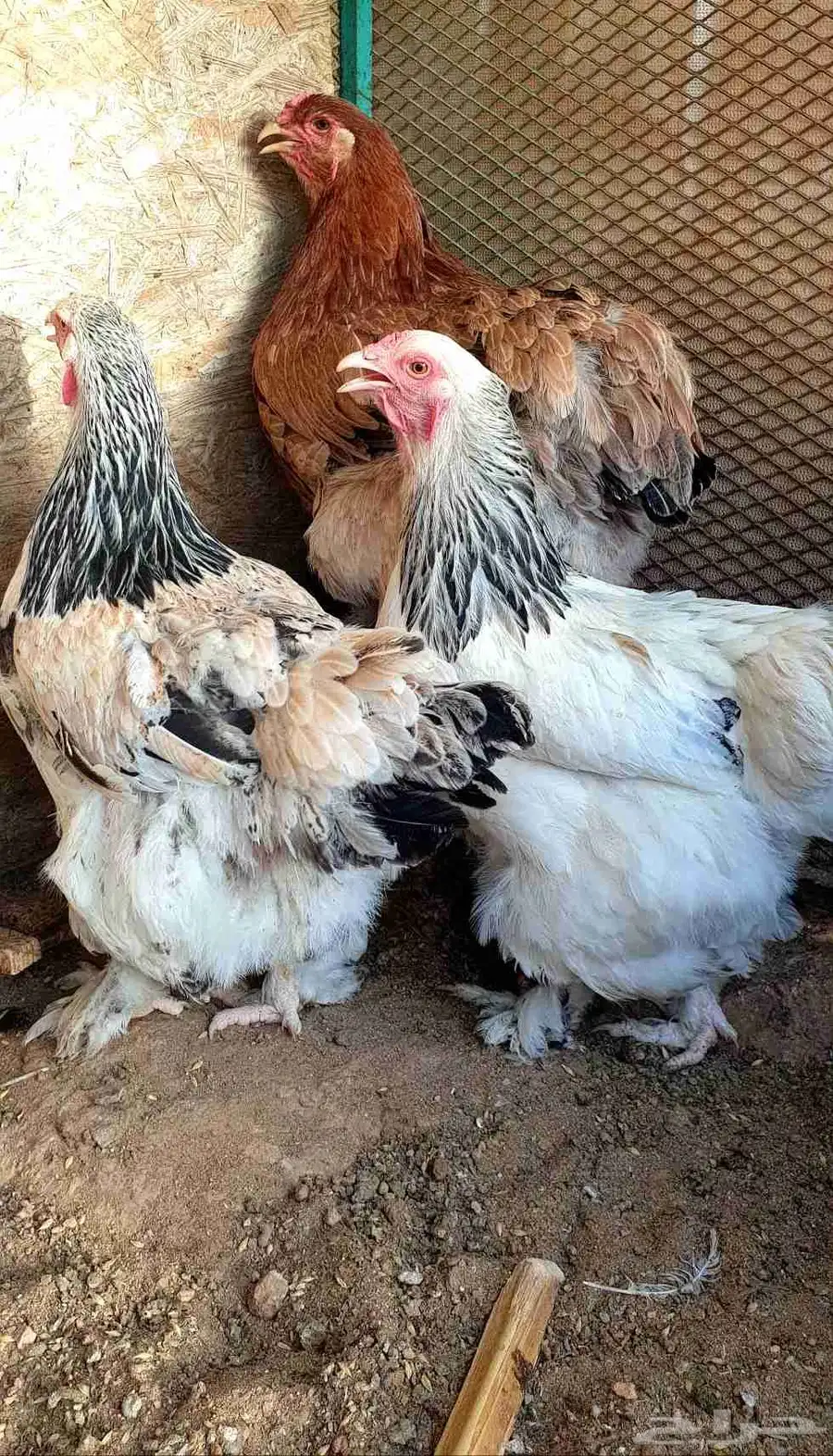 دجاج براهما كولومبي وبوف فاخر للبيع 4