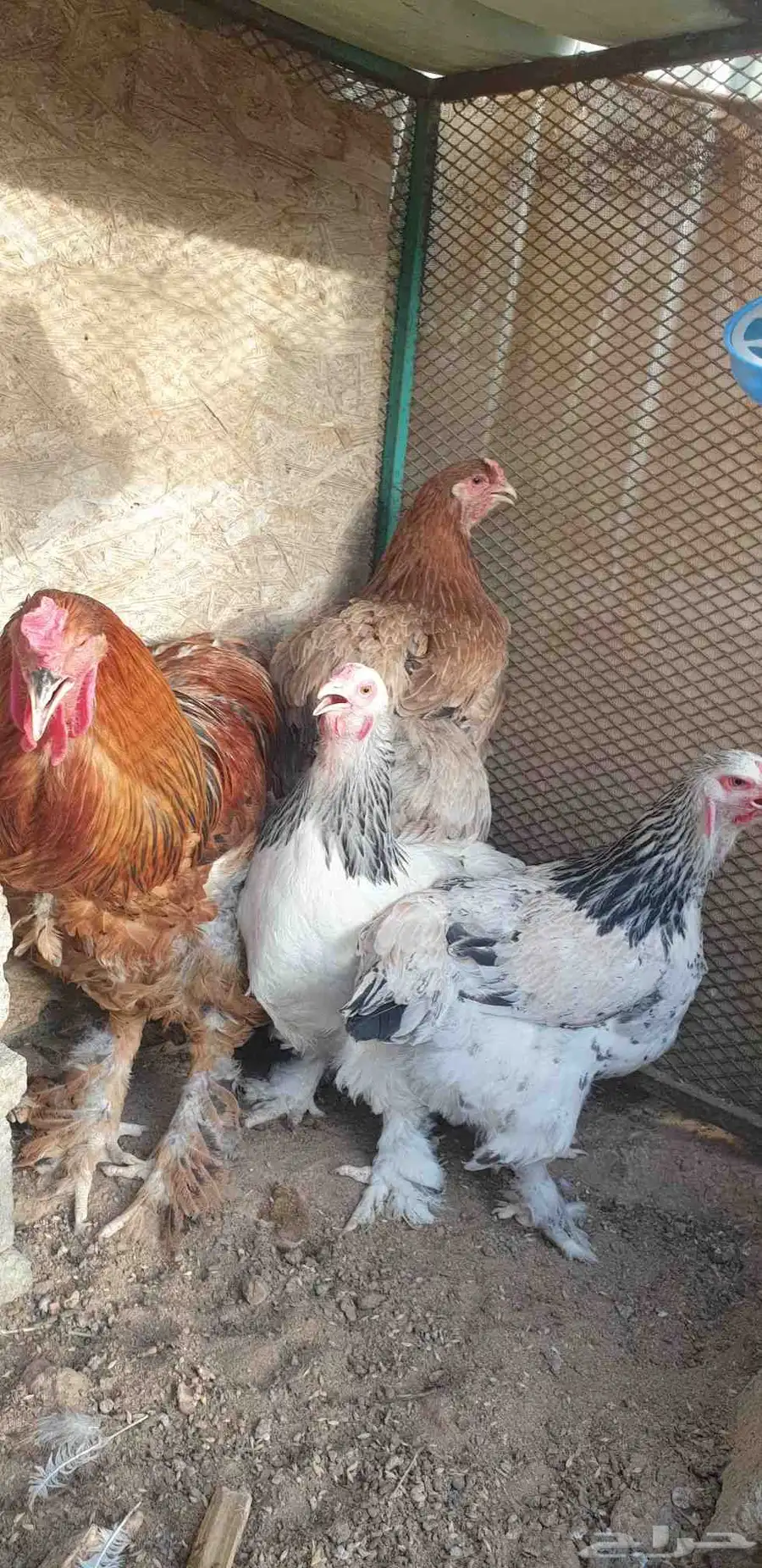 دجاج براهما كولومبي وبوف فاخر للبيع 3