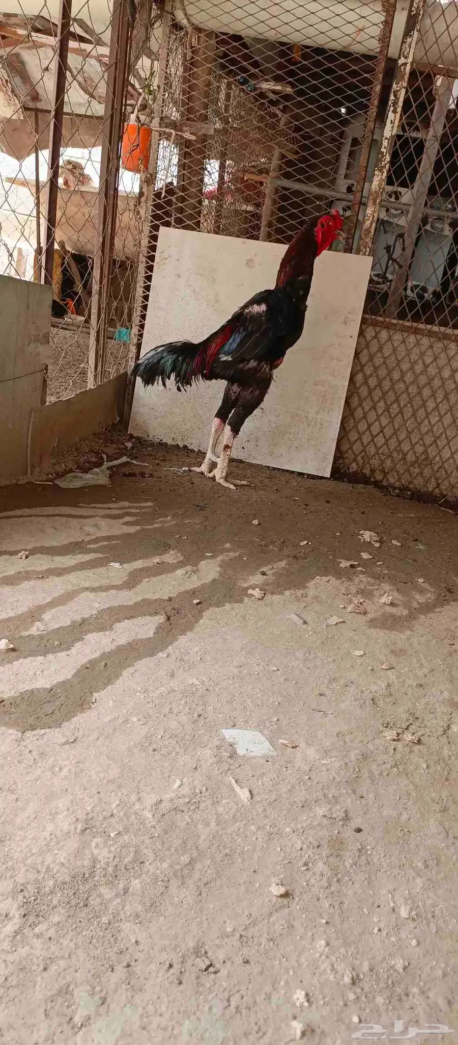 ابو عريش 0