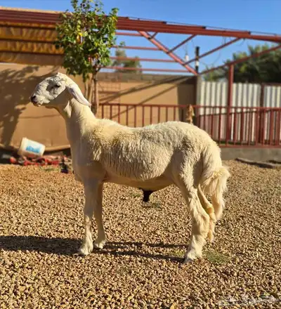 مشروع فحل حري فاخر 9