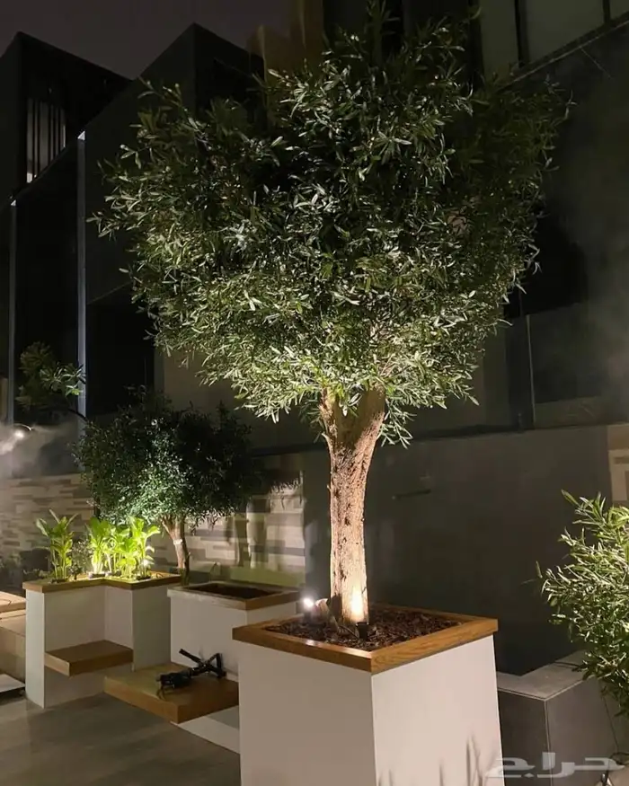 تنسيق اشجار زينه 0