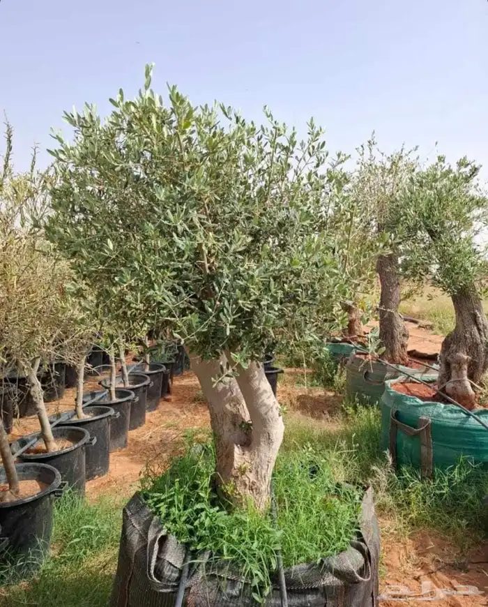 تنسيق اشجار زينه 8