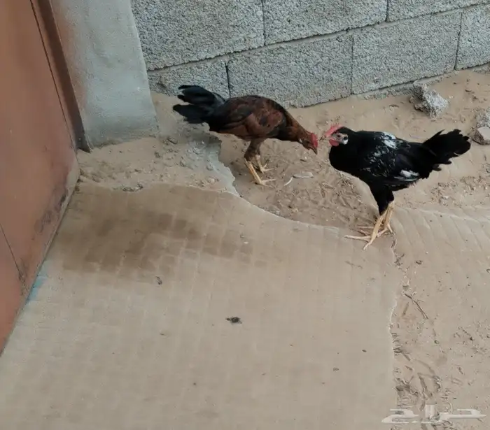 ديك للبيع 0