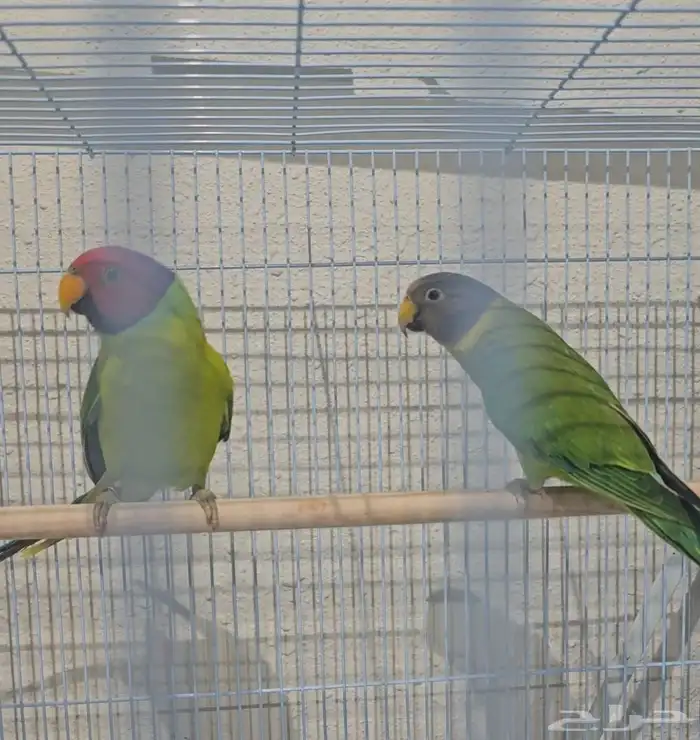 جوز بالم هيد 0