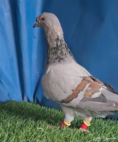 جوز مخاليف زيتونيات بفله 2