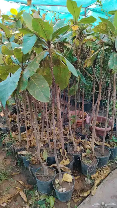 توفر أشجار جديده 2