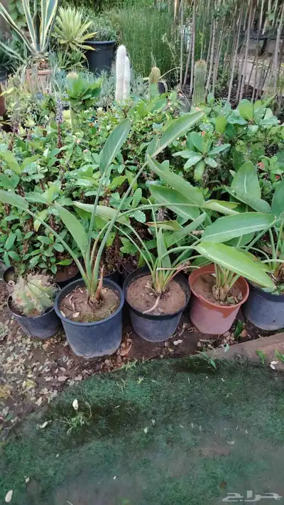 توفر أشجار جديده 1