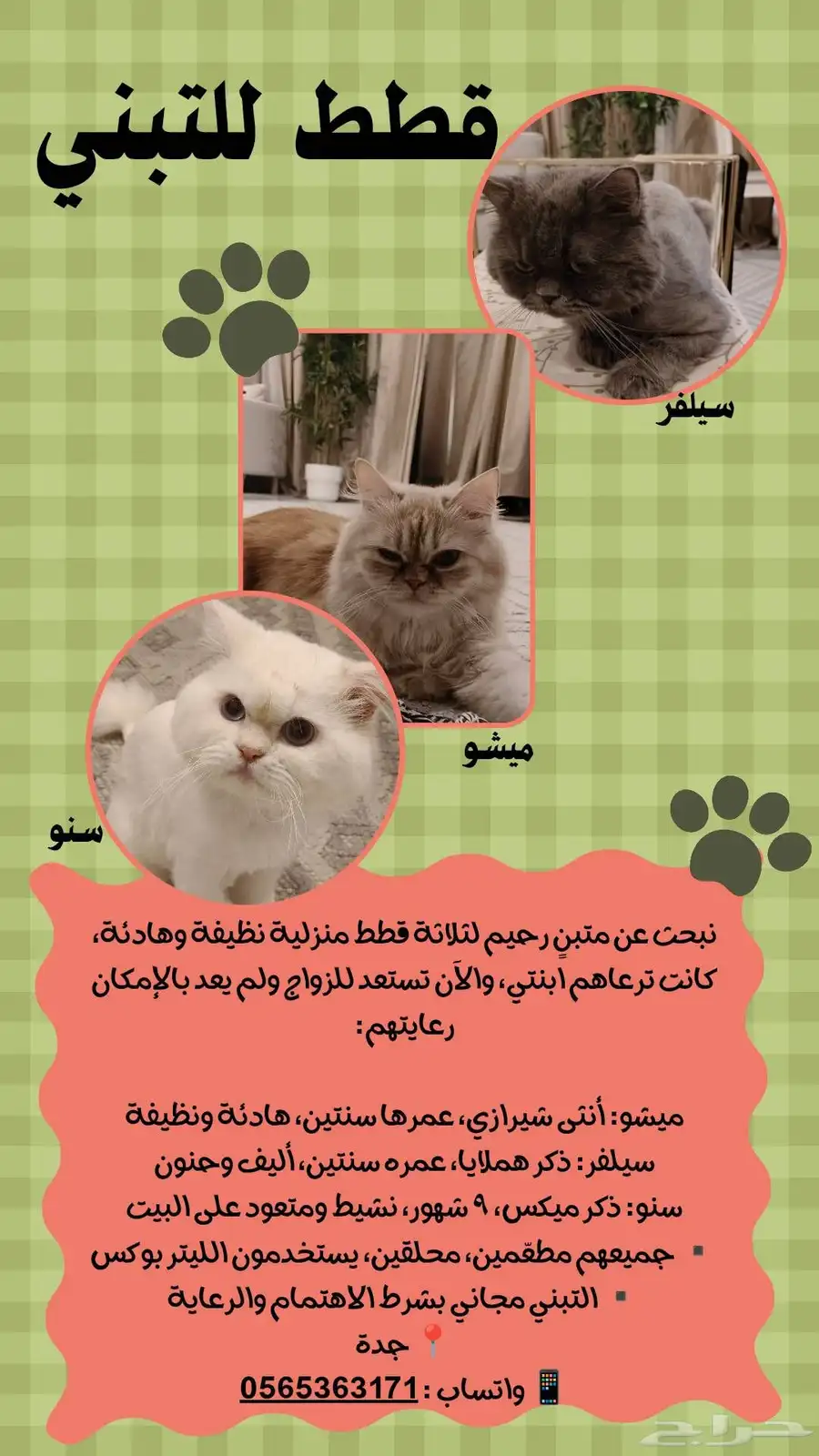 قطط للتبني 0
