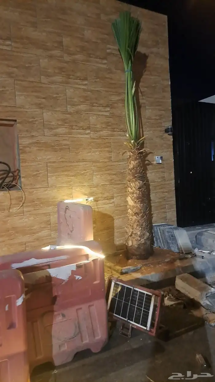 نخل واشنطن زينه بجميع مقاساته ونخل عربي مثمر 4