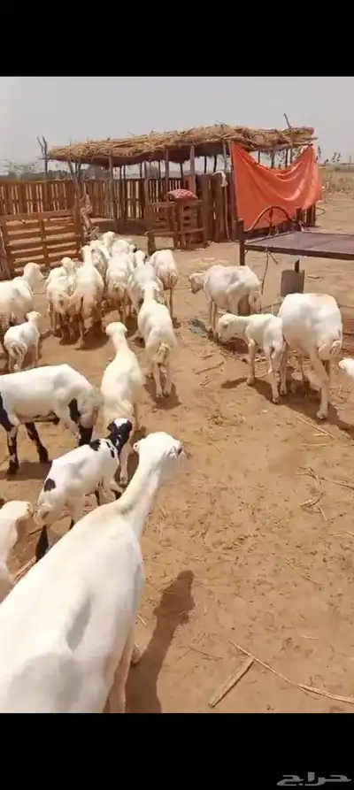 ضأن رفيدي بلدي العدد 30 تحتها 30 1