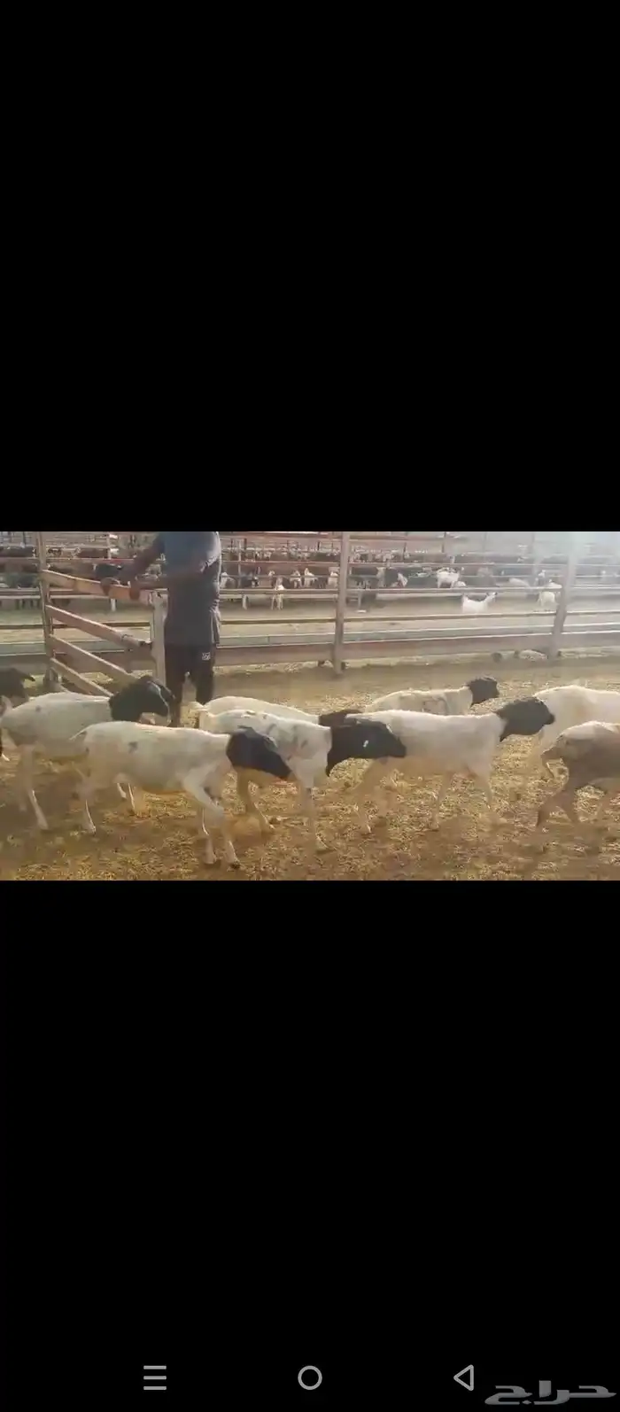 طليان برابر 0