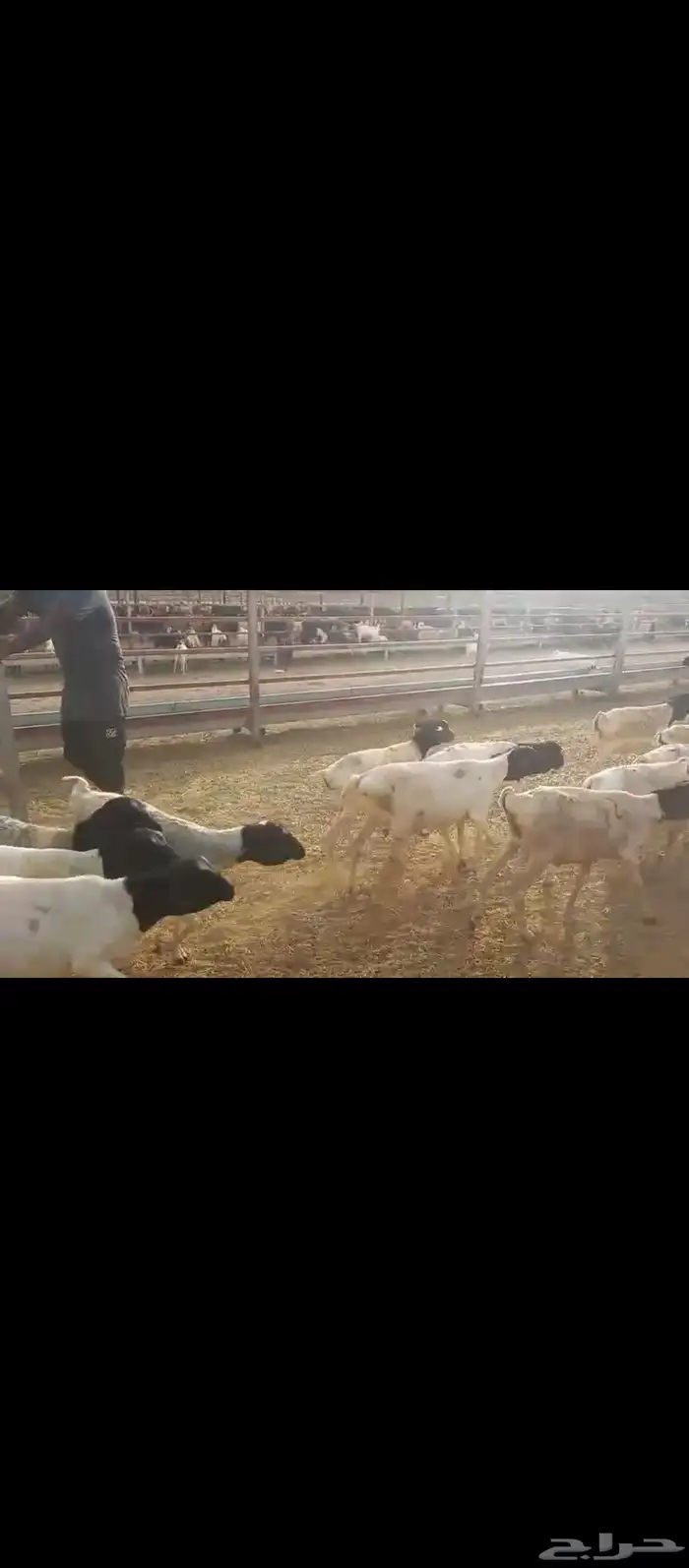 طليان برابر 4