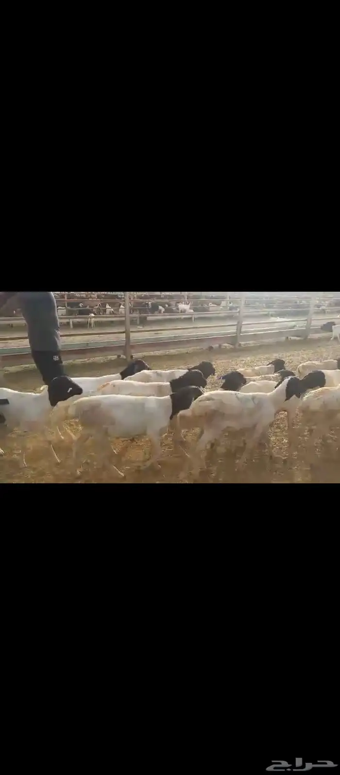 طليان برابر 3